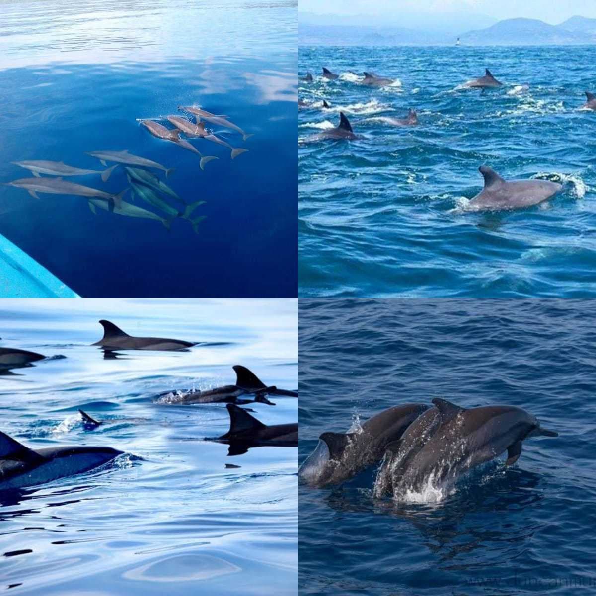 Dolphin Watching in Puerto Princesa - 2