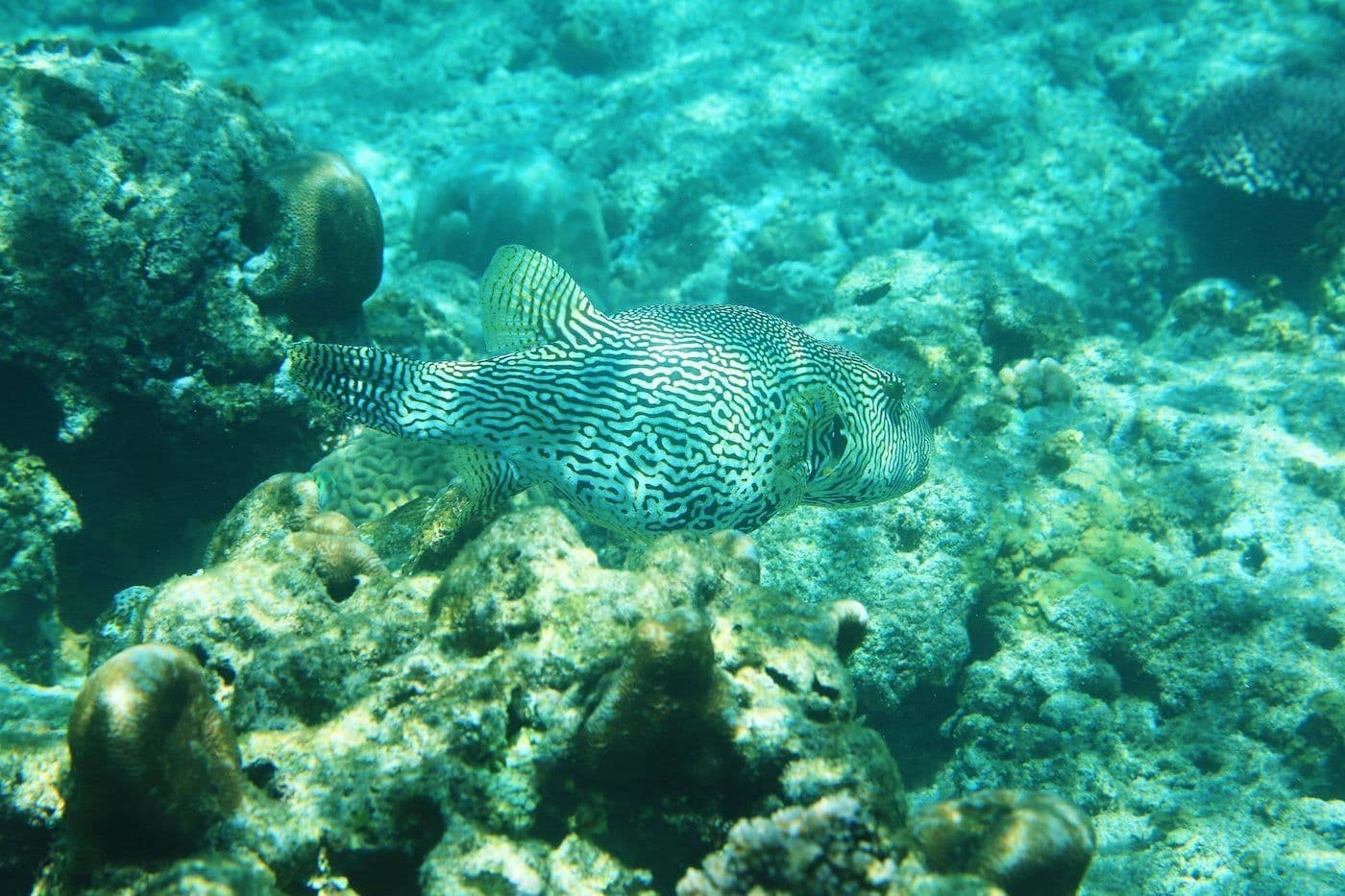 Private Island Hopping Tour in Port Barton - 5