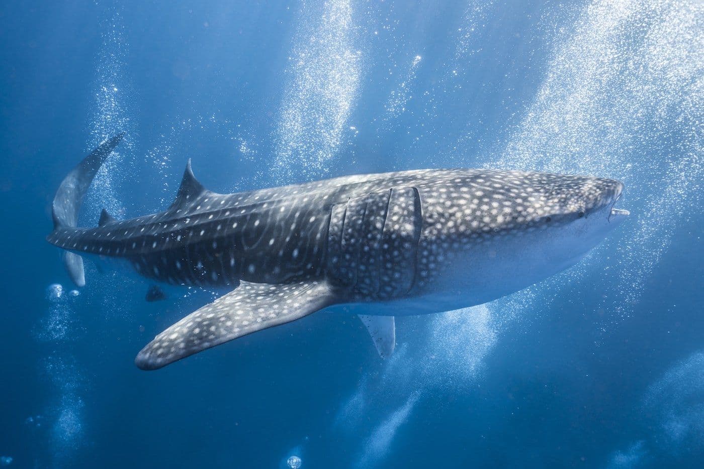 Swim With The Whale Sharks in Puerto Princesa